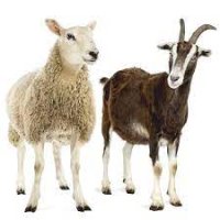Goat & Sheep feed