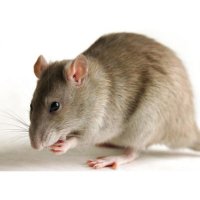 Mouse & Rat Supplies